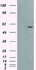 Anti-AKT2 Mouse Monoclonal Antibody [clone: OTI1A2]