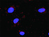 Anti-MSH2 + MSH6 Antibody Pair