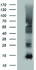 Anti-FSHB Mouse Monoclonal Antibody [clone: OTI1B2]