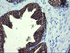 Anti-SLA2 Mouse Monoclonal Antibody [clone: OTI3A7]