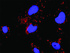 Anti-HDAC2 + HIF1A Antibody Pair