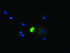 Anti-MRPS34 Mouse Monoclonal Antibody [clone: OTI4B9]