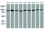 Anti-PIK3R5 Mouse Monoclonal Antibody [clone: OTI5B1]