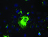 Anti-PROM2 Mouse Monoclonal Antibody [clone: OTI14D1]