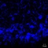 Anti-Neurokinin B Rabbit Polyclonal Antibody