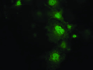 Anti-KCTD14 Mouse Monoclonal Antibody [clone: OTI1D1]