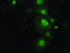 Anti-KCTD14 Mouse Monoclonal Antibody [clone: OTI1D1]
