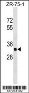 Anti-OR2C3 Rabbit Polyclonal Antibody (PE (Phycoerythrin))