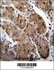 Anti-MLNR Rabbit Polyclonal Antibody (HRP (Horseradish Peroxidase))