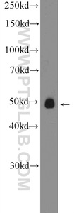 Anti-RNF167 Rabbit Polyclonal Antibody
