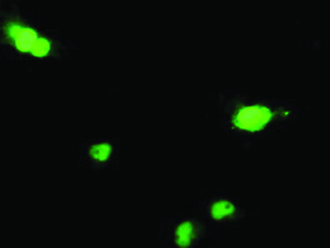 Anti-DCK Mouse Monoclonal Antibody [clone: OTI15E12]