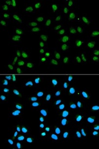 Immunofluorescense analysis of HeLa cell using HNRNPA2B1 antibody