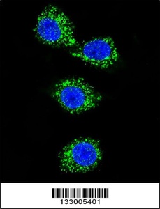 Anti-MPP3 Rabbit Polyclonal Antibody (Biotin)