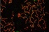 Anti-CTDSPL Rabbit Polyclonal Antibody
