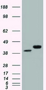 Anti-BSG Mouse Monoclonal Antibody [clone: OTI9H5]
