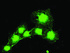 Anti-BUB1B Mouse Monoclonal Antibody [clone: OTI5D9]