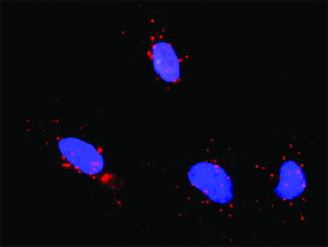 Anti-TP53 + CREB1 Antibody Pair