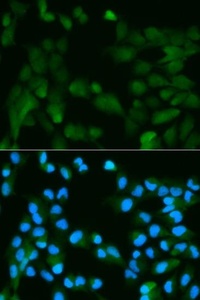 Immunofluorescence analysis of U2OS cell using PHPT1 antibody