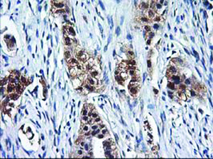 Anti-NIF3L1 Mouse Monoclonal Antibody [clone: OTI4B5]
