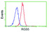 Anti-RGS5 Mouse Monoclonal Antibody [clone: OTI1C1]