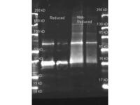 Anti-ABC3735 Goat Polyclonal Antibody (HRP)
