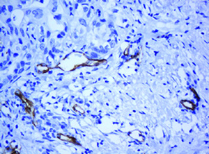 Anti-PECAM1 Mouse Monoclonal Antibody [clone: OTI1F9]