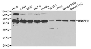 Western blot analysis of extracts of various cell lines using HNRNPK antibody