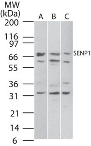 Anti-SENP1 Rabbit Polyclonal Antibody