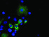 Anti-MCL1 Mouse Monoclonal Antibody [clone: OTI9C9]