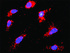 Anti-TP53 + CSNK1E Antibody Pair