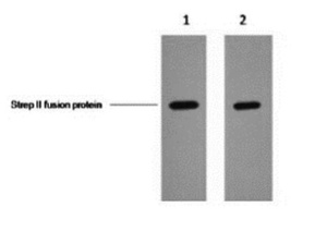 Western blot analysis of Strep II fusion protein using Strep II Tag antibody. 1ug Strep II fusion protein+ Primary antibody dilution at 1ã€1:5,000 2ã€1:10,000.