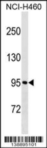 Anti-MKLN1 Rabbit Polyclonal Antibody (PE (Phycoerythrin))