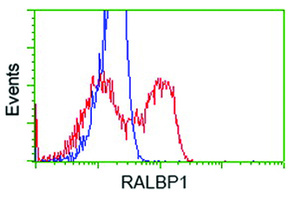 Anti-RALBP1 Mouse Monoclonal Antibody [clone: OTI11C6]