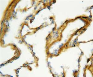 Anti-Surfactant Protein A Rabbit Polyclonal Antibody
