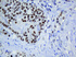 Anti-TRMT2A Mouse Monoclonal Antibody [clone: OTI1G8]