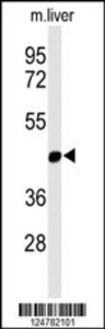 Anti-MMAA Rabbit Polyclonal Antibody (APC (Allophycocyanin))