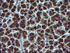 Anti-KLK8 Mouse Monoclonal Antibody [clone: OTI1H6]
