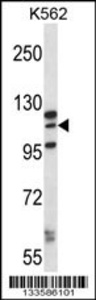 Anti-MORC1 Rabbit Polyclonal Antibody (APC (Allophycocyanin))