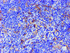 Anti-CYP2A6 Mouse Monoclonal Antibody [clone: OTI9G3]