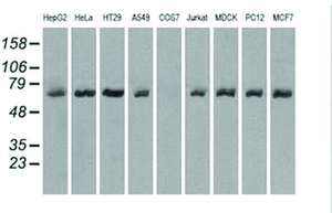 Anti-LTA4H Mouse Monoclonal Antibody [clone: OTI8F4]