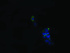 Anti-ROMO1 Mouse Monoclonal Antibody [clone: OTI5G8]