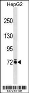 Anti-MOXD1 Rabbit Polyclonal Antibody (AP (Alkaline Phosphatase))