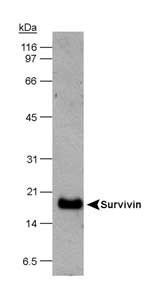 Anti-BIRC5 Rabbit Polyclonal Antibody