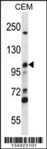 Anti-MCM4 Rabbit Polyclonal Antibody (APC (Allophycocyanin))