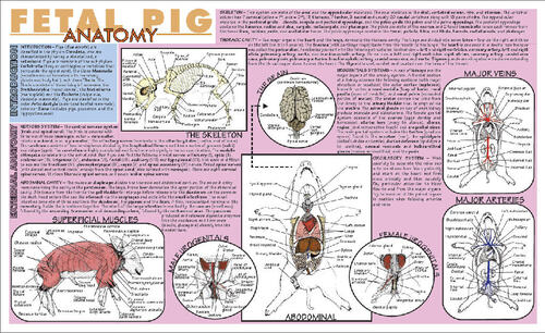Placemat Dissection Guides