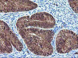 Anti-LCMT1 Mouse Monoclonal Antibody [clone: OTI2C9]
