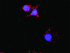 Anti-TP53 + Laminin, Alpha 4 Polyclonal Antibody Pair