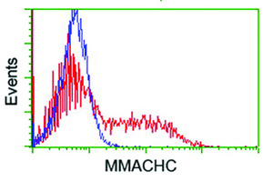 Anti-MMACHC Mouse Monoclonal Antibody [clone: OTI4E12]