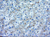 Anti-MOB1B Mouse Monoclonal Antibody [clone: OTI3G9]