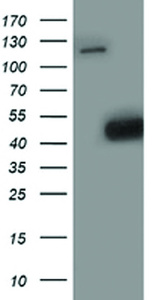 Anti-SMS Mouse Monoclonal Antibody [clone: OTI5C12]